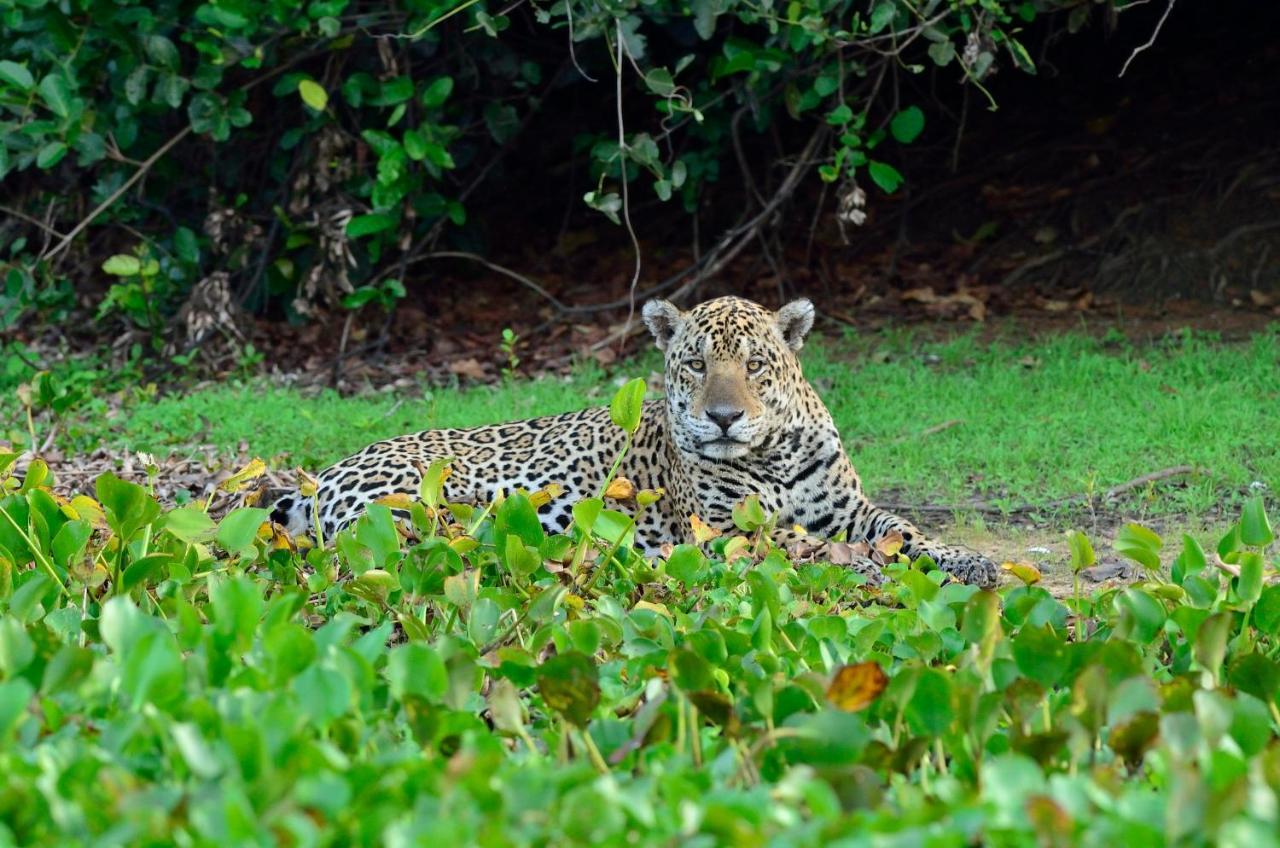 Southwild Pantanal Lodge Pixaim Exterior foto